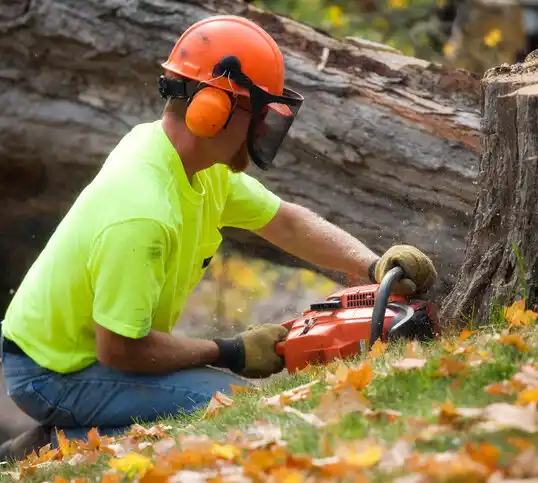 tree services Six Mile Run